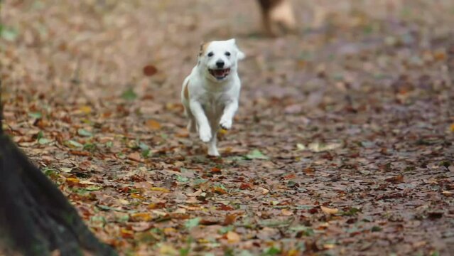 Dog running and playing in the outdoors, Selective focus