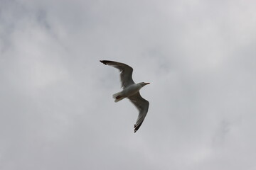 seagull in flight