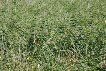 Schilfgras, Hintergrundbild, Deutschland