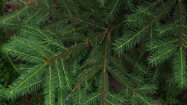 Christmas Background with beautiful green pine tree brunch close up. Copy space. Close up of fir tree branches as background. Shallow focus.