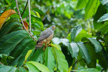 Hawk perching in Corcovado National Park