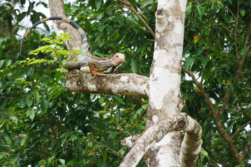 Iguana on a branch in Costa Rica