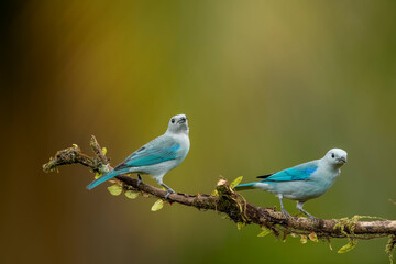 The blue-gray tanager is a medium-sized South American songbird of the tanager family Thraupidae.