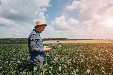 Fototapeta premium Farmer, agronomist in the soybean field. Controlling the growth of agricultural crops. Green soy with beans. Front view