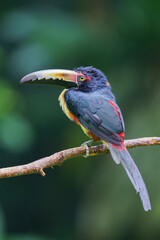 Collared araçari (Pteroglossus torquatus) in the wild
