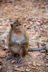 Monkey begging for food
