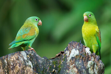 Orange-chinned Parakeet (Brotogeris jugularis) in the jungle