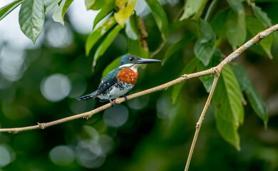 The green kingfisher is a species of 