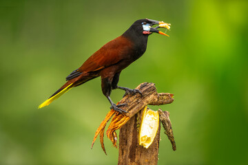 Montezuma oropendola is a New World tropical icterid bird.