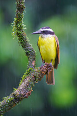 Great kiskadee (Pitangus sulphuratus) in the wild