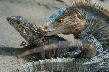 Iguana bite in Manuel Antonio National Park