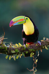 Keel-billed toucan (Ramphastos sulfuratus) in the wild