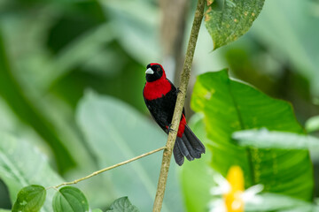 The red-collared tanager is a fairly small Central American songbird.
