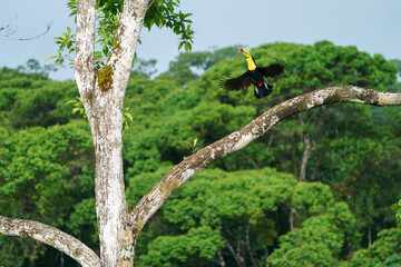 Keel-billed toucan (Ramphastos sulfuratus) in the wild