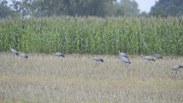 Crane bird group looking for food on a field, migratory bird in Mecklenburg at the baltic sea, wildlife at a rainy cloudy day