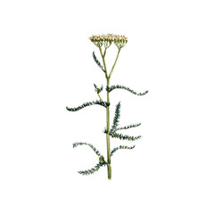 watercolor drawing plant of yarrow with leaves and flower ,Achillea millefolium isolated at white background, natural element, hand drawn botanical illustration