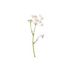 watercolor drawing plant of Caraway, meridian fennel with leaves and flower , Persian cumin isolated at white background, natural element, hand drawn botanical illustration