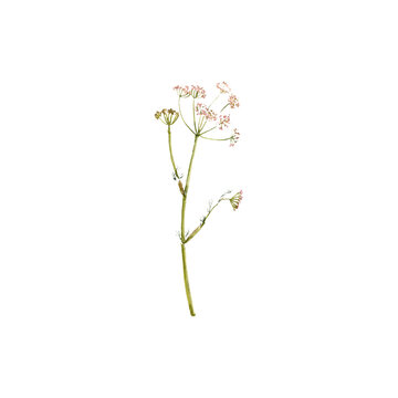 watercolor drawing plant of Caraway, meridian fennel with leaves and flower , Persian cumin isolated at white background, natural element, hand drawn botanical illustration