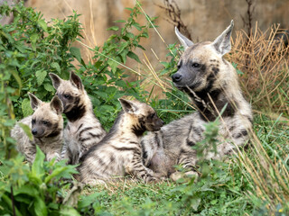 A female Striped hyena, Hyaena hyaena sultana, plays with her young cubs - 639194684