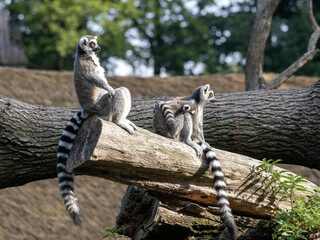 A female Ring-tailed Lemur, Lemur catta, with her young sits on a massive trunk