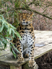 Amur Leopard, Panthera pardus orientalis sits on a trunk and observes the surroundings