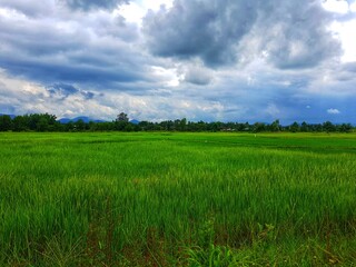 Fototapeta premium green grass and blue sky