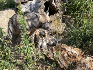 A female Striped hyena, Hyaena hyaena sultana, plays with her young cubs