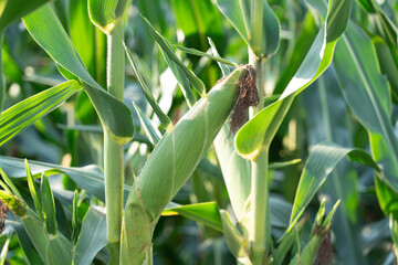 Corn cob in a corn plantation. Young and green corn field during the summer.