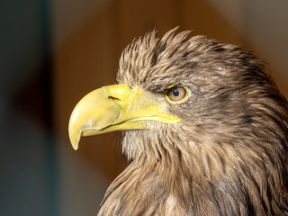 Portrait of a young White-tailed Eagle, Haliaeetus albicilla.