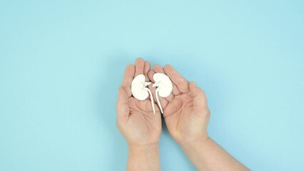Kidney organ disease, world kidney day, health problems, donation and transplantation, medical issue