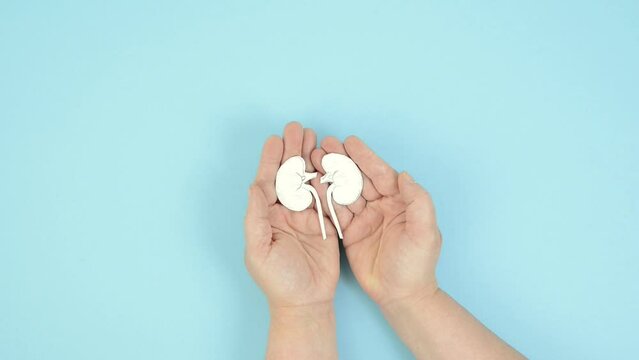 Kidney organ disease, world kidney day, health problems, donation and transplantation, medical issue
