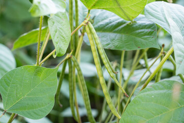 Mung bean pods, crop planting at the fields 