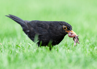 Amsel auf Futtersuche