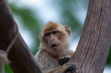 Berberaffe  in einer Astgabel