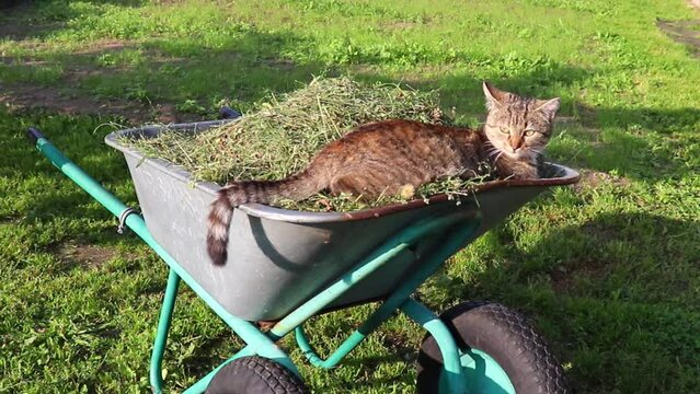 The cat lies in a garden wheelbarrow with mowed grass. The concept of horticulture, gardening work in the garden