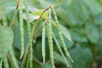 Mung bean pods, crop planting at the fields 