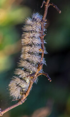Larch Tussock Moth on a Branch - Macro Photography.