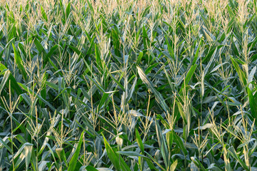 Corn field of green corn stalks and Corn flower