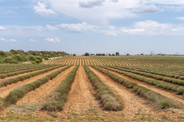Fototapeta na wymiar lavender crops
