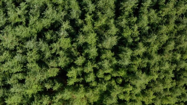 Stationary overhead aerial shot of Dense conifer trees blowing in the wind