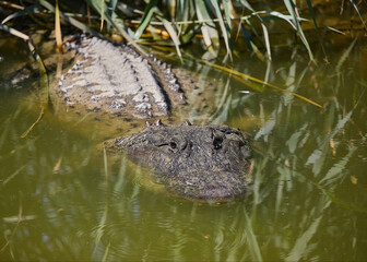 African reserve of the Seigean region in the south of France.