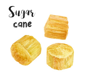 Watercolor illustration of sugar cane, isolated on white background.