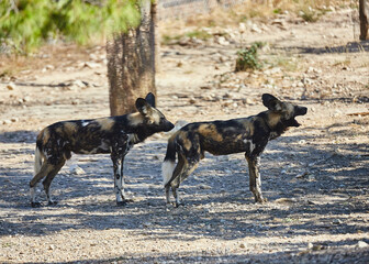 Fototapeta premium African reserve of the Seigean region in the south of France.