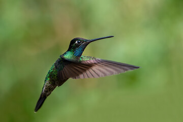 Obraz premium The fiery-throated hummingbird is a species of hummingbird in the Lampornithini 