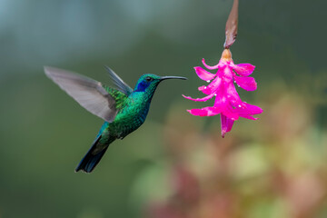 Obraz premium The fiery-throated hummingbird is a species of hummingbird in the Lampornithini 