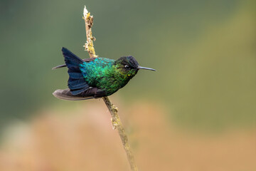 The fiery-throated hummingbird is a species of hummingbird in the Lampornithini 