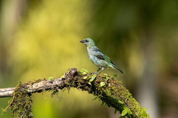 Golden-hooded tanager in natural setting
