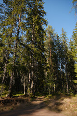 Beautiful forest sunset pines woods