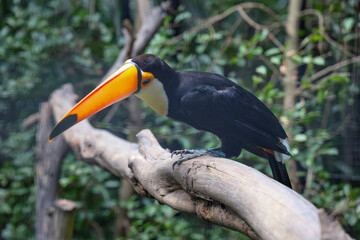 Naklejka premium The toco toucan bird on the wood tree in zoology