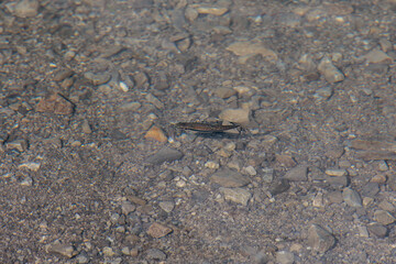 Minnow over gravel bottom in clear water of Heiterwanger See in Austria